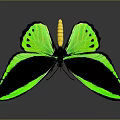 Vibrant Butterfly With Bright Green And Black Wings Displaying Striking Yellow Accents