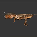 Close Up Of Mole Cricket With Brown Exoskeleton Long Antennae On Dark Background