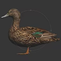 Brown Patterned Duck With Green Feathers Standing On Black Background And Reflection