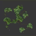Green Vines Plant With Curved Stems And Many Green Leaves On Dark Background