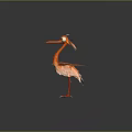 Orange Bird with Spread Wings Big Eyes Red Legs and Claws on Gray Background