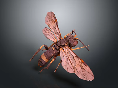 Detailed View of Flying Wasp Insect with Brown Yellow Body and Transparent Wings 3d model Detailed View of Flying Wasp Insect with Brown Yellow Body and Transparent Wings 3d model