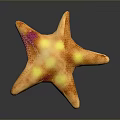 Colorful Starfish with Orange Yellow and Purple Spots and Honeycomb Texture on Dark Reflective Surface