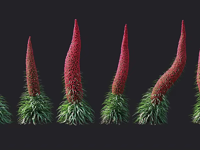 Red Spiky Flowers With Green Foliage Arranged On Black Background 3d model