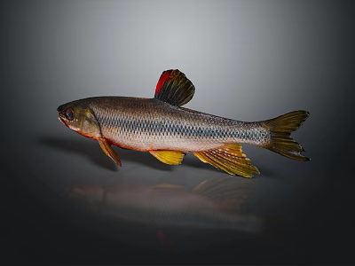 Shiny Silver Fish With Red And Yellow Fins On Gray Background Reflection 3d model