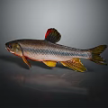 Shiny Silver Fish With Red And Yellow Fins On Gray Background Reflection