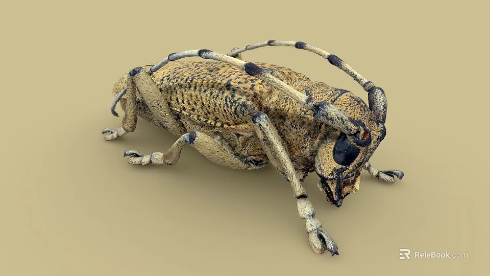 Detailed Yellowish Brown Beetle With Black Spots Long Antennae And Six Legs 3d model 