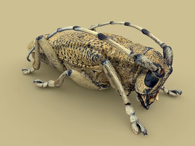 Detailed Yellowish Brown Beetle With Black Spots Long Antennae And Six Legs 3d model