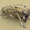Detailed Yellowish Brown Beetle With Black Spots Long Antennae And Six Legs