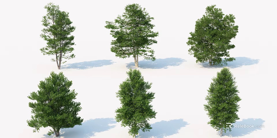 Various Arbor Trees With Green Foliage And Shadows On White Background 3d model