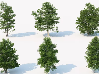 Various Arbor Trees With Green Foliage And Shadows On White Background 3d model