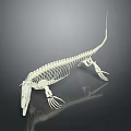 Detailed Medical Device Crocodile Skeleton 3D Anatomical Model for Educational Use 3d model