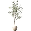 Elegant Indoor Olive Tree Potted Plants In White Ceramic Pots With Green Leaves