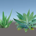 Green Succulent Shrubs With Long Pointed Leaves And Broad Fleshy Foliage