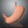 Detailed Stomach 3D Model Displaying Anatomical Structure With Pink Vascular Texture And Highlighted Section 3d model