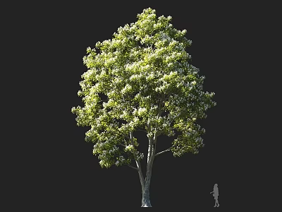 Tall Lush Arbor With Dense Green Leaves And White Flowers 3d model