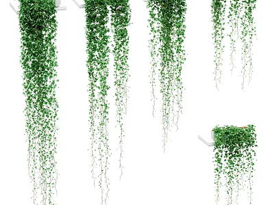 Ivy 3d model