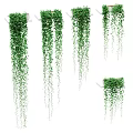 Green Hanging Vines With Lush Leaves Draping From Shelves And Planters For Natural Decorative