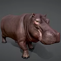 Realistic Hippopotamus 3D Character Model for Game and Film Projects