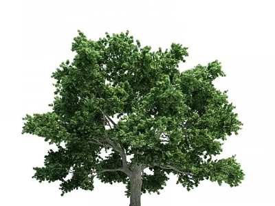 Lush Green Arbor With Dense Foliage And Strong Trunk Structure 3d model