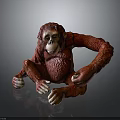 Realistic Red Orangutan Statue Sitting With Detailed Textured Surface On Gray Background