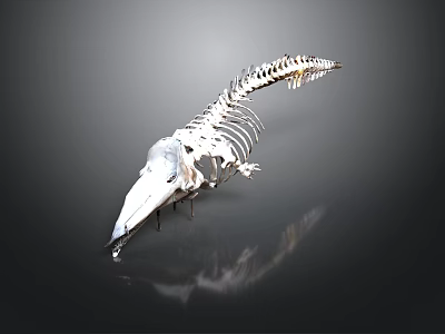 Complete Anatomical White Reptile Skeleton Structure On Dark Reflective Background 3d model