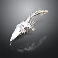 Complete Anatomical White Reptile Skeleton Structure On Dark Reflective Background