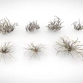 Assorted Small Air Plants With Slender Leaves And Diverse Forms For Indoor Decor