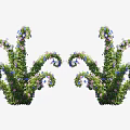 Symmetrical Curved Decorative Shrubs With Blue Purple Flowers In Garden Design
