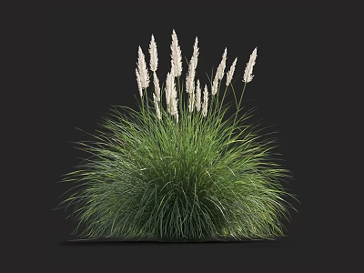 Tall Green Ornamental Grass with Feathery White Plumes Against Black Background 3d model
