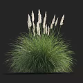 Tall Green Ornamental Grass with Feathery White Plumes Against Black Background