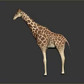 Game Movie Character Giraffe With Brown And White Spots Standing On Gray Background With Reflection