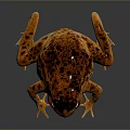 Reptile Toad With Brown Orange Spots And Prominent Eyes On Shiny Black Surface