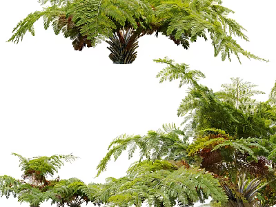 Lush Green Ferns With Feathery Fronds And Vibrant Foliage Perfect For Garden Or Indoor Decor 3d model