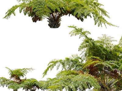 fern plant model