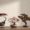 Bonsai Plants with Red Brown Leaves on Wooden Table White Black Wooden Pots