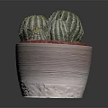 Green Striped Cacti Growing In Textured Beige Pot With Red Inner