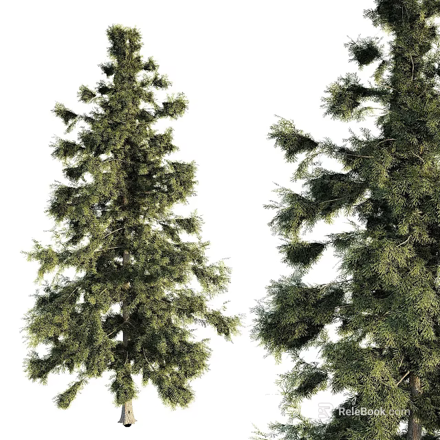 Tall Evergreen Arbor With Lush Green Foliage And Dense Branch Structure 3d model 