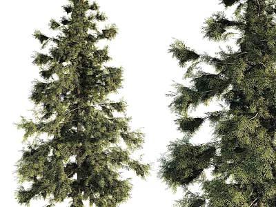 Tall Evergreen Arbor With Lush Green Foliage And Dense Branch Structure 3d model