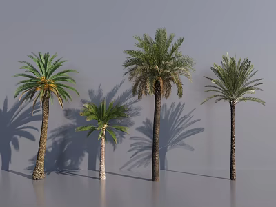 Different Types of Palm Trees with Various Heights Shapes and Shadows on Gray Background 3d model