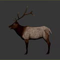 Brown and Pink Fur Deer With Large Antlers Standing On Gray Background