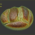 Freshly Baked Round Bread With Golden Red Crust And Shiny Surface