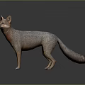 Gray and Orange Fox 3D Rendering Standing with Realistic Fur Texture on Dark Background 3d model