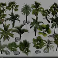 Various Types of Lush Green Shrubs With Foliage in Garden Setting