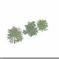 Six Varieties Of Green Leafy Trees With Different Foliage Shapes Isolated On Black
