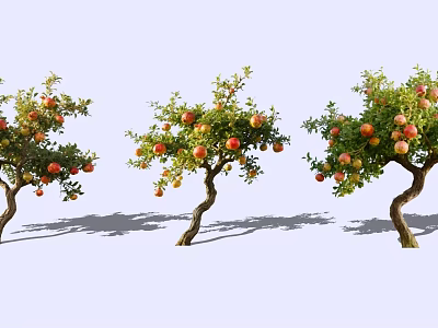 Pomegranate Trees With Curved Trunks Red Orange Fruits And Green Leaves 3d model