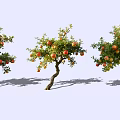 Pomegranate Trees With Curved Trunks Red Orange Fruits And Green Leaves