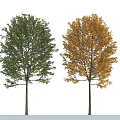 Two Trees With Different Green And Yellow Leaves On White Background 3d model