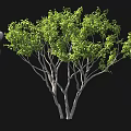 A Figure Standing Beside Green Leafy Tree With Multiple Branches On Black Background 3d model
