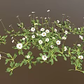 Small White Daisy Plants with Green Leaves Forming Natural Flower Patch